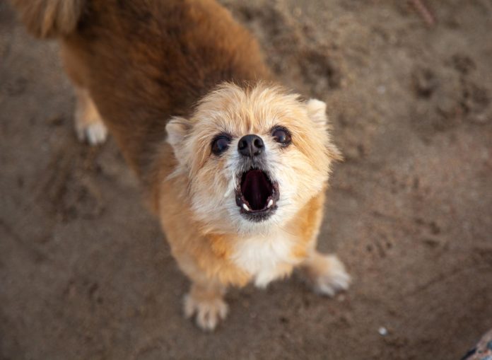 Perché i cani ululano?
